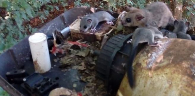 Scoiattoli nidificano sul palo della luce