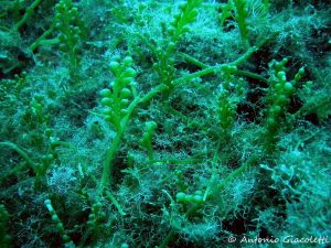 Santa Marinella, l’alga tossica torna a colpire: divieto di frequentare i bagni a Capo Linaro. Scoppia la polemica