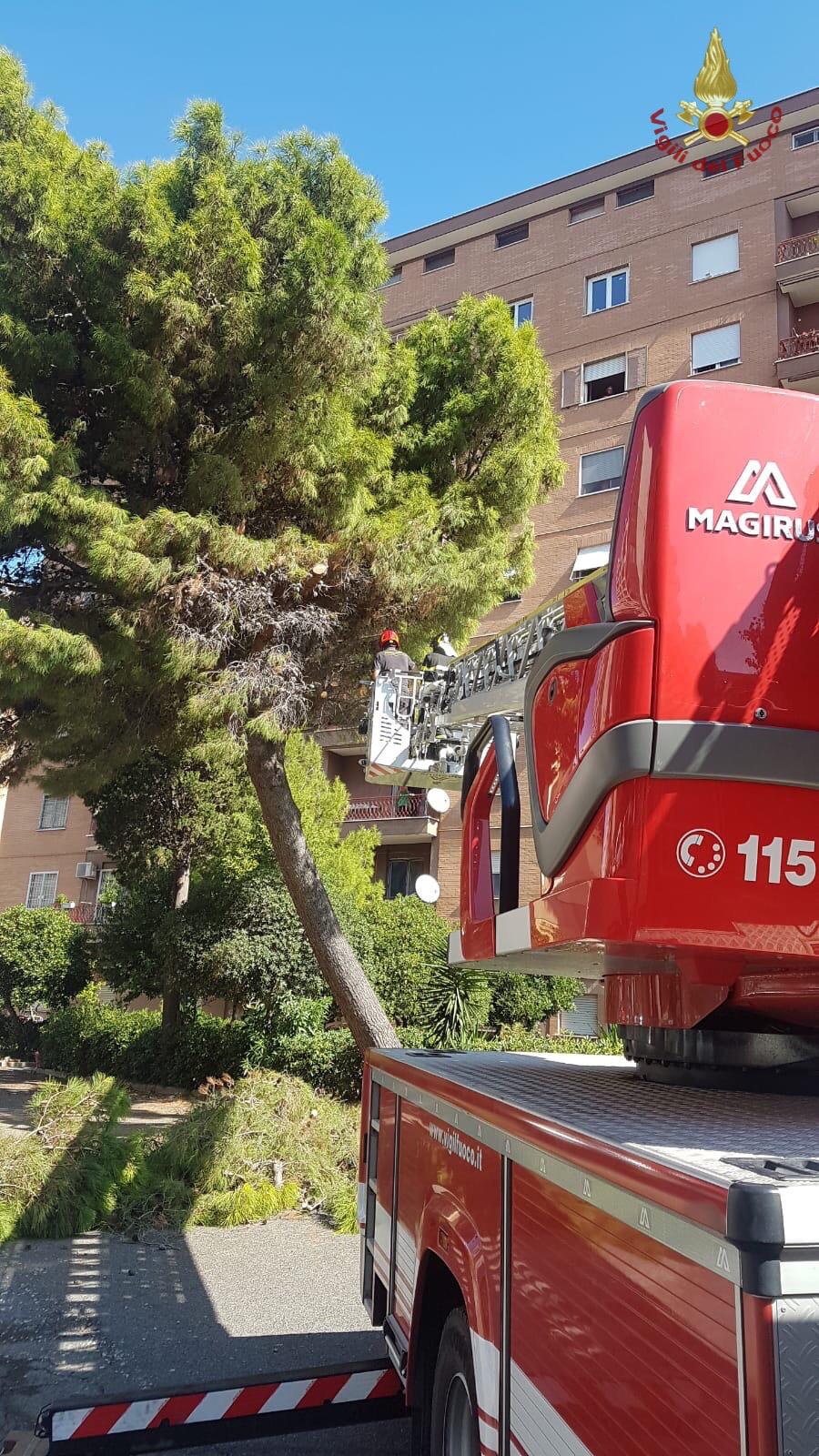 Vigili del fuoco, rimosso un pino pericolante