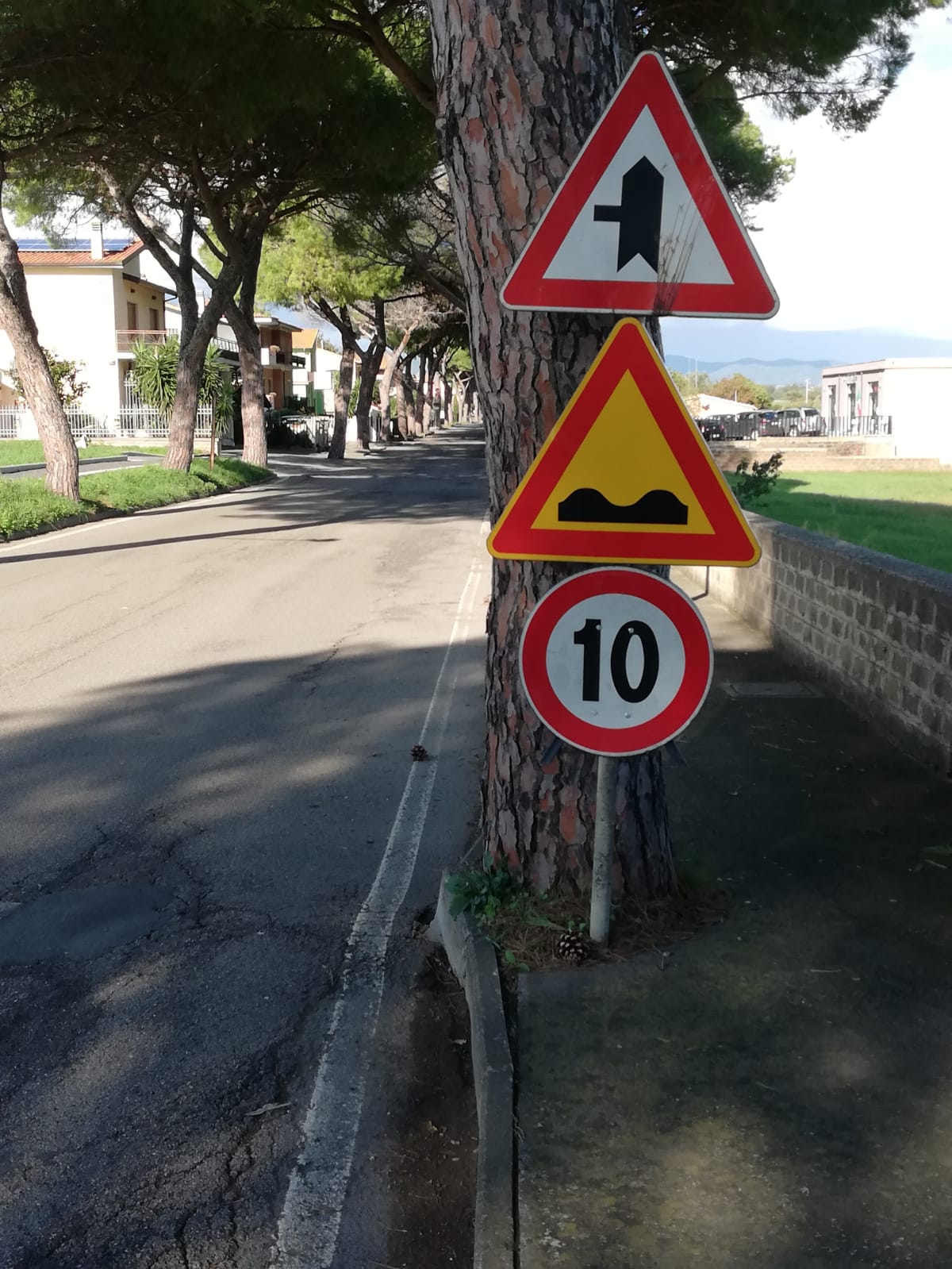 Montalto, partita la raccolta di firme per il rifacimento del viale dei pini di Pescia