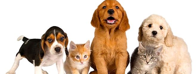 Animali domestici, cresce la domanda di servizi per il loro benessere