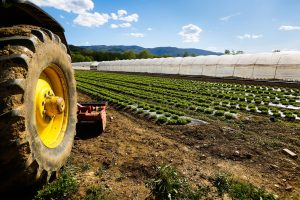 Lega Lazio: la Regione ascolti il grido di allarme dei giovani agricoltori