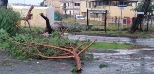 interventi_cerveteri_vento14