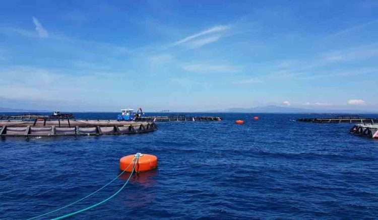 Gruppo M5S: “ Questione pescicoltura: assurda l’assenza di Enel”