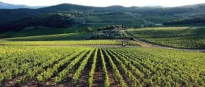 Agricoltura, Regione Lazio: ulteriori 800mila euro per i progetti regionali Ocm vino