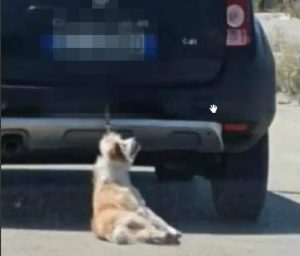 Trascina il cane con la macchina fino a ucciderlo: denunciato dai Carabinieri