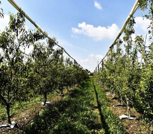 Cia, dal campo alla tavola