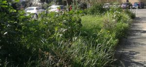 Incuria e degrado in via Sabatini: i residenti chiedono un intervento