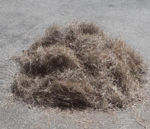 Cerveteri, aghi di pino al Giovanni Cena e parcheggio ancora disastrato