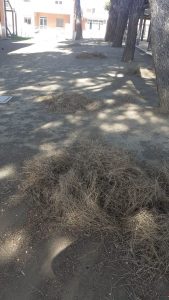 ‘Aghi di pino e parcheggio disastrato, il Comune intervenga’