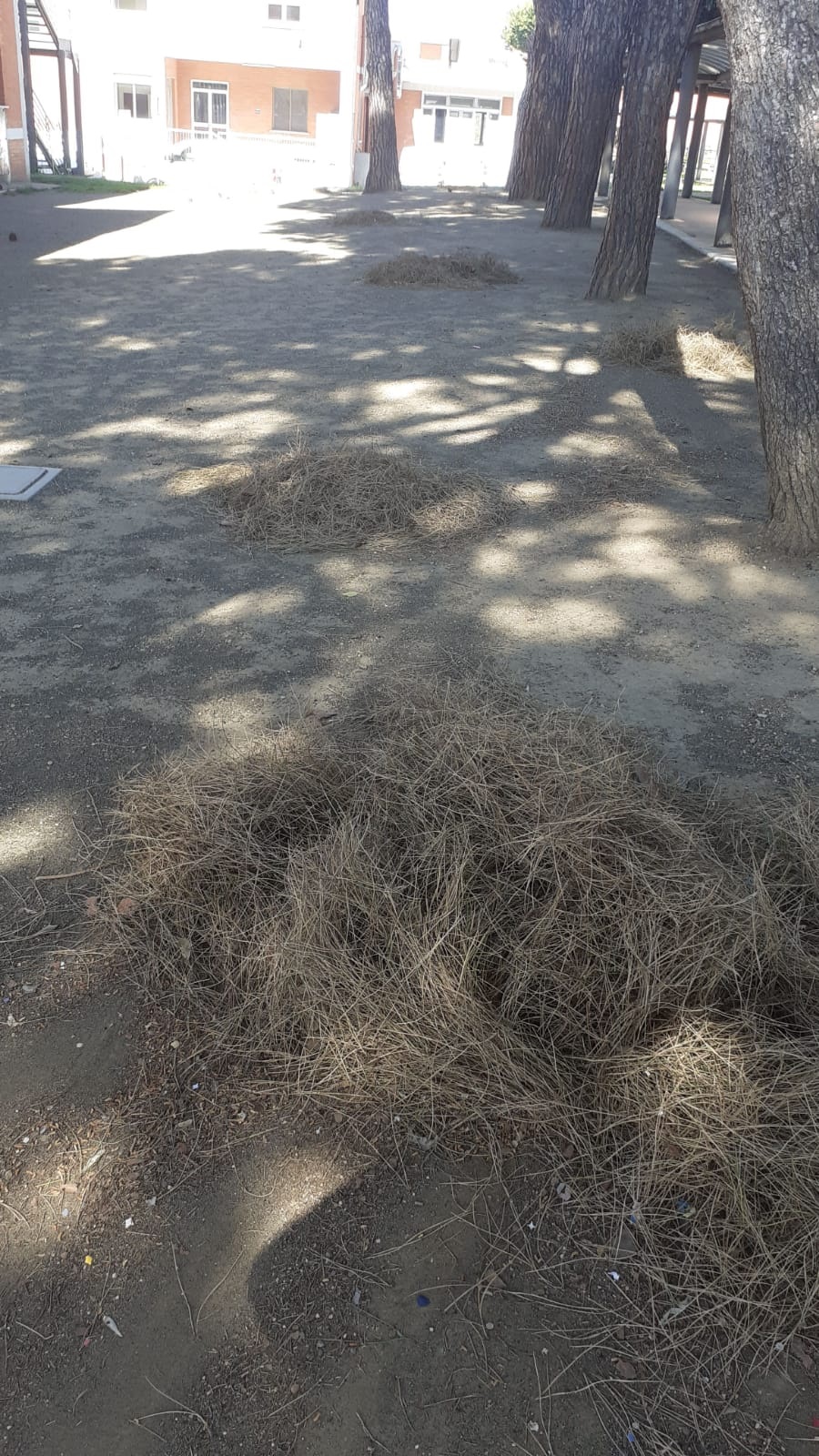 ‘Aghi di pino e parcheggio disastrato, il Comune intervenga’