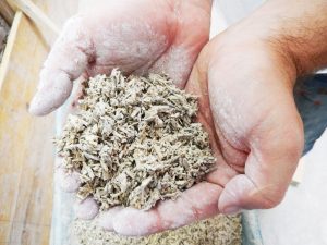 Canapa ed i suoi mille utilizzi: dalla cucina al benessere, fino all’edilizia