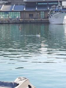 Civitavecchia, paura in darsena: va a fuoco una barca nel Cantiere Ulisse