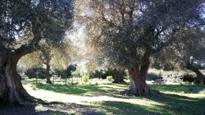 Lavori Agraria, la prossima settimana ricognizione della Regione