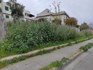 Via Nenni, erba alta e sterpaglie: i residenti alzano la voce