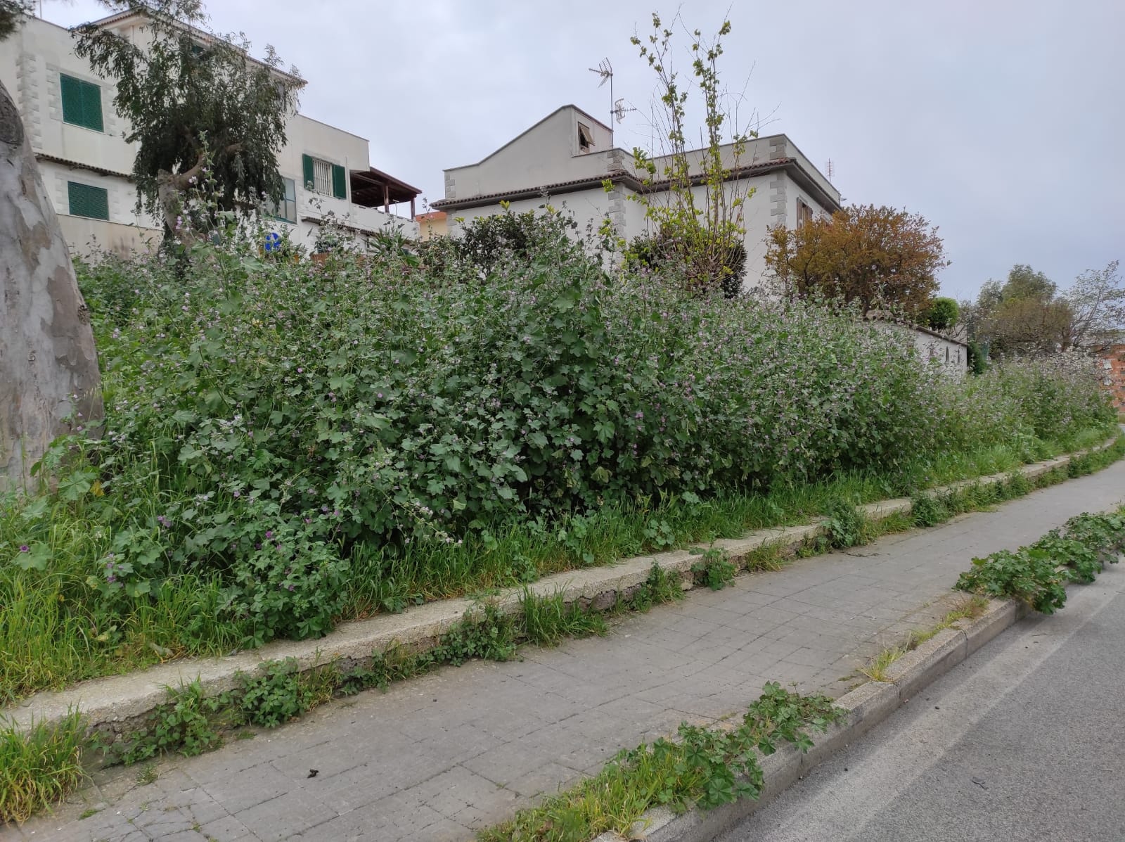 Via Nenni, erba alta e sterpaglie: i residenti alzano la voce