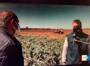 Maltempo, Coldiretti Lazio: gelo danneggia fino al 50% di frutta e verdura. Grave la situazione a Tarquinia e Montalto