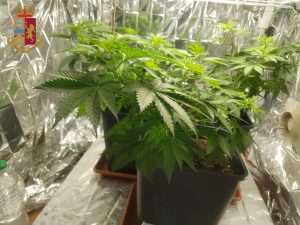 Sacrofano, coltiva marijuana nella serra: arrestato agricoltore