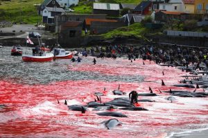 Il silente massacro dei cetacei nelle isole Far Oer