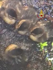 Salvati cinque pulcini di anatre imprigionati in un tombino