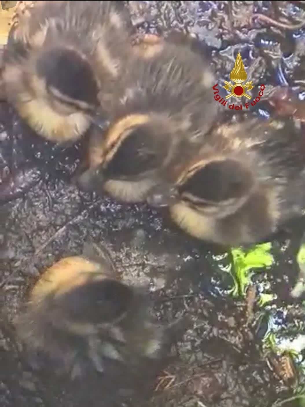 Restano imprigionati in un tombino, salvati cinque pulcini di anatre