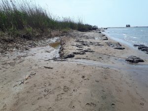 ‘Salvaguardiamo l’Oasi Protetta di Torre Flavia’, 1110 firme inviate alla Regione