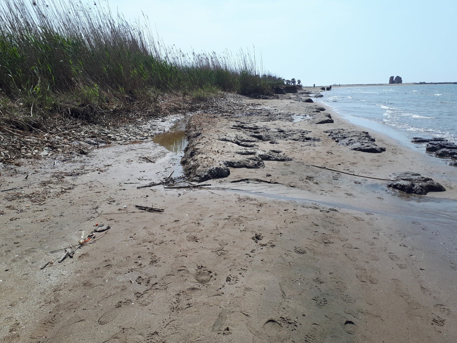 ‘Salvaguardiamo l’Oasi Protetta di Torre Flavia’, 1110 firme inviate alla Regione