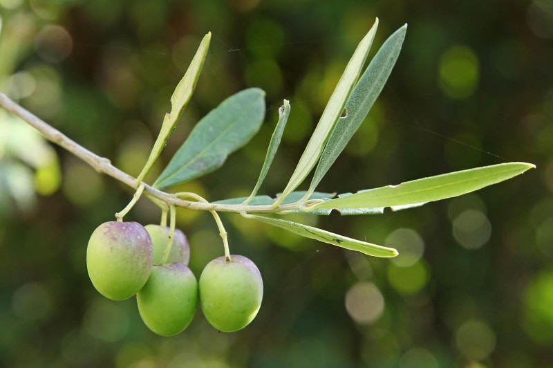 Due ulivi per il liceo di Maccarese