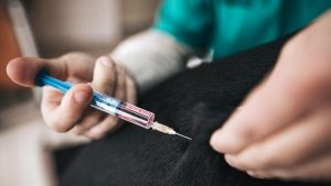 Carnivac Cov: primo vaccino per gli animali