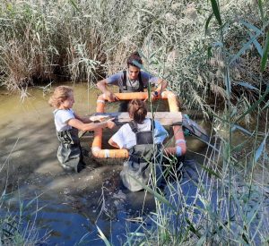 Torre Flavia, allarme tartarughe ‘aliene’: in un anno ne sono state catturate 130