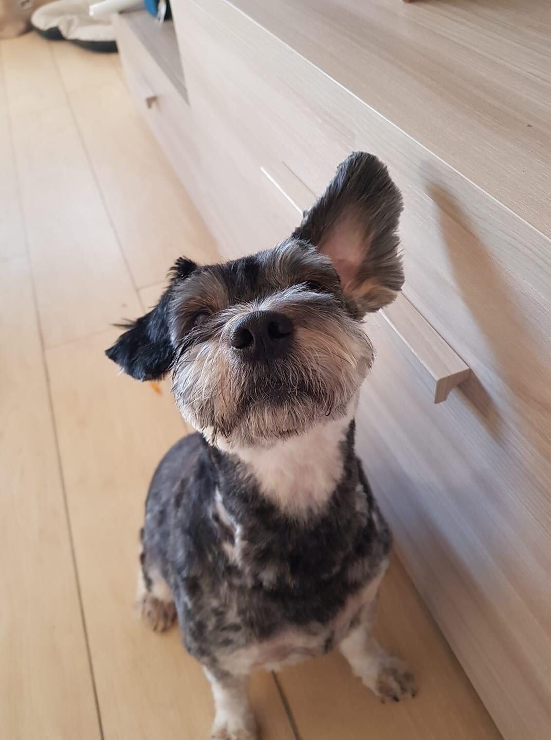 Elezioni: possiamo andare a votare con il nostro cane? Risponde la Protezione animali