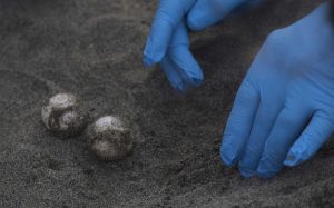 Caretta caretta, primo nido della stagione a Ostia