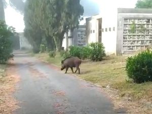 Cinghiali anche al cimitero di Prima Porta