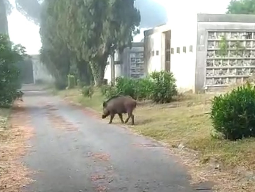 Cinghiali anche al cimitero di Prima Porta
