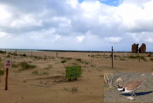 Torre Flavia: nati gli ultimi pulli di Corriere Piccolo, famiglia al completo