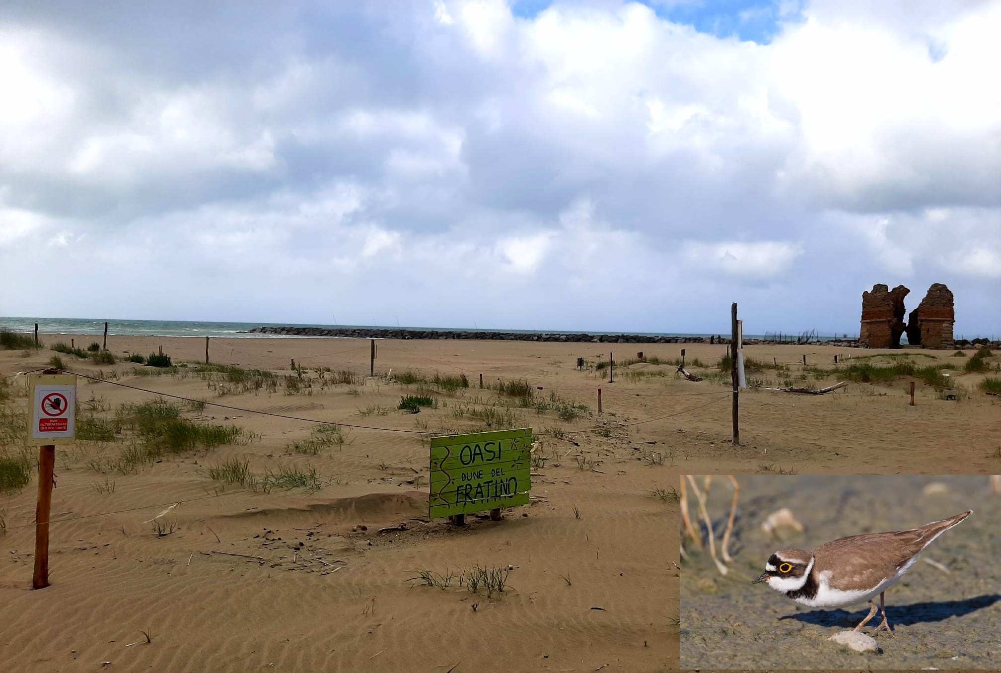 Torre Flavia: nati gli ultimi pulli di Corriere Piccolo, famiglia al completo