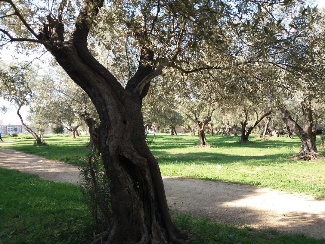 Coldiretti Lazio: Oscar Green ad uliveto hi-tec di Palombara Sabina