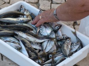 Anzio, sequestrata mezza tonnellata di pesce non a norma sulla banchina del porto