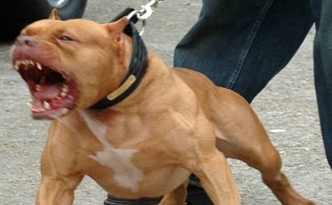 Cerveteri, pitbull e bulldog francese scappano da recinzione e aggrediscono donna con cagnolino: cucciolo ferito a una zampa