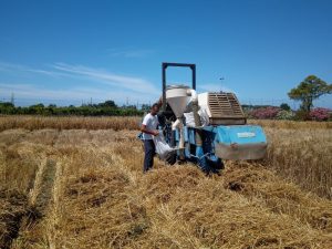 Cardarelli, concluse le operazioni di trebbiatura della prova nazionale di “Frumento duro in biologico”