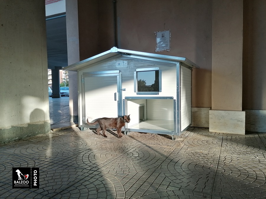 Bracciano, una casetta per la colonia dei 30 gatti randagi