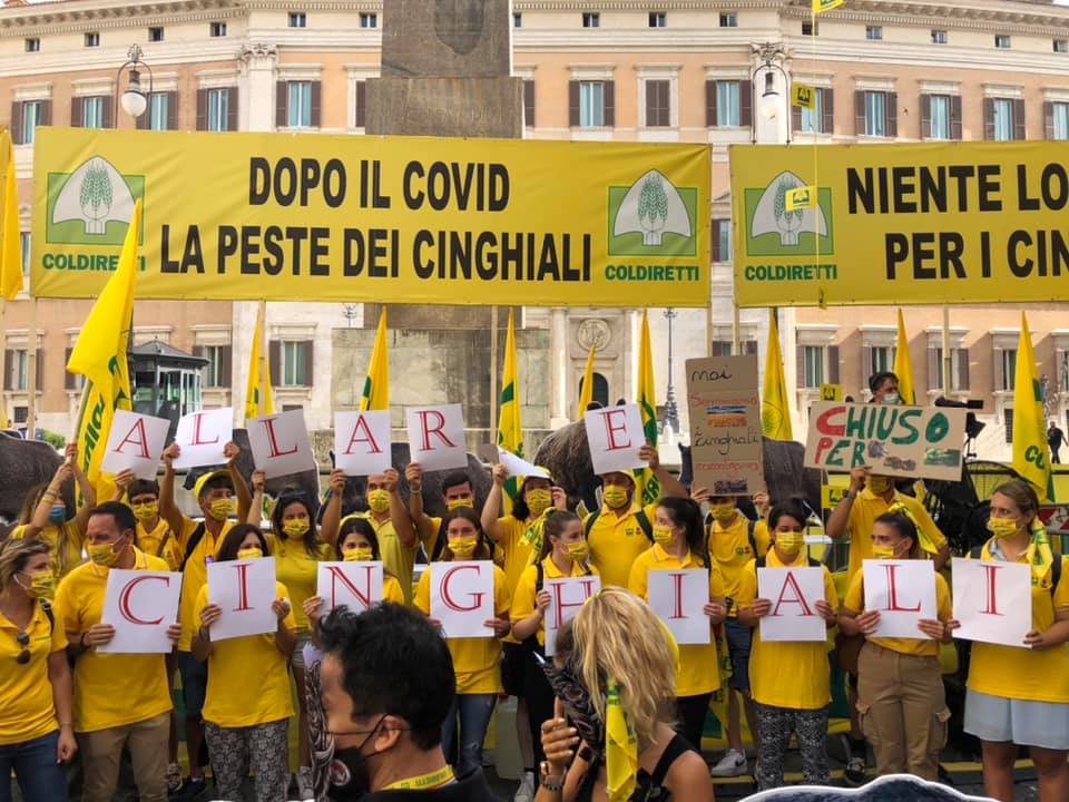 Roma – Primo caso di peste suina nella capitale, Coldiretti invoca intervento immediato