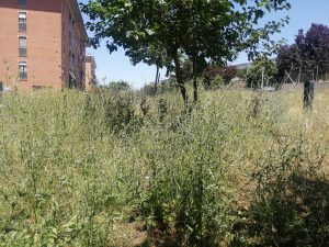 Via dei Padri Domenicani, allarme degrado