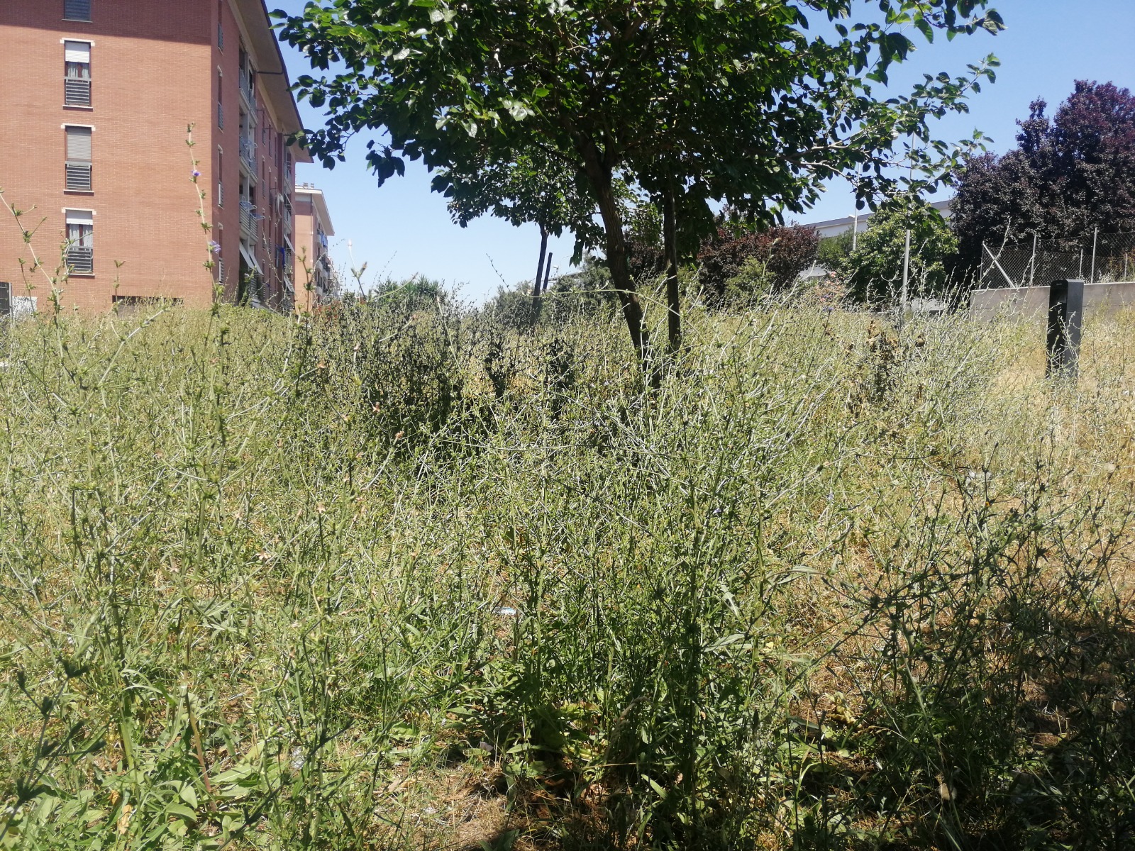 Via dei Padri Domenicani, allarme degrado