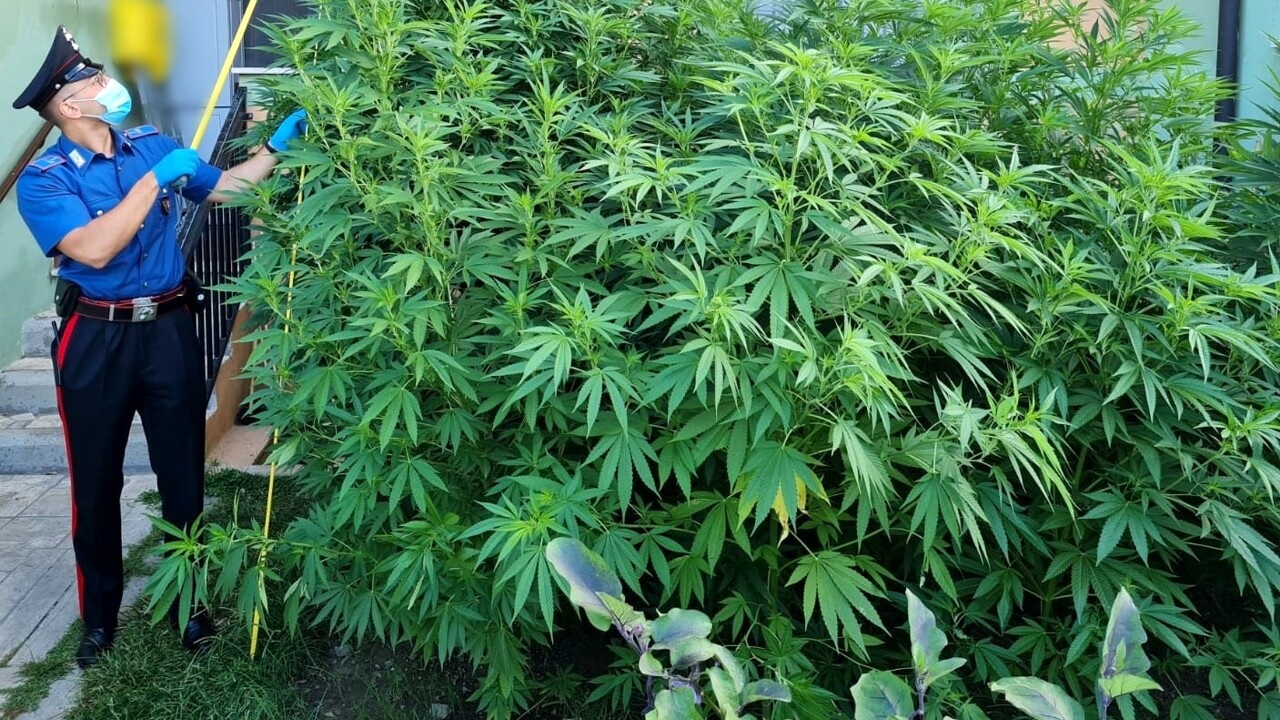 Coltivava marijuana in giardino, denunciato 33enne residente a Bassano Romano