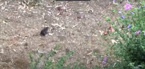 Campo dell’oro, ratti a passeggio in pieno giorno: l’allarme dei residenti di via Romagna