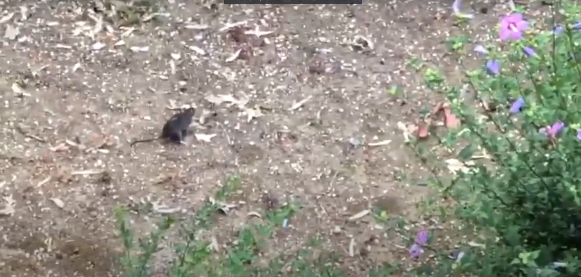 Campo dell’oro, ratti a passeggio in pieno giorno: l’allarme dei residenti di via Romagna