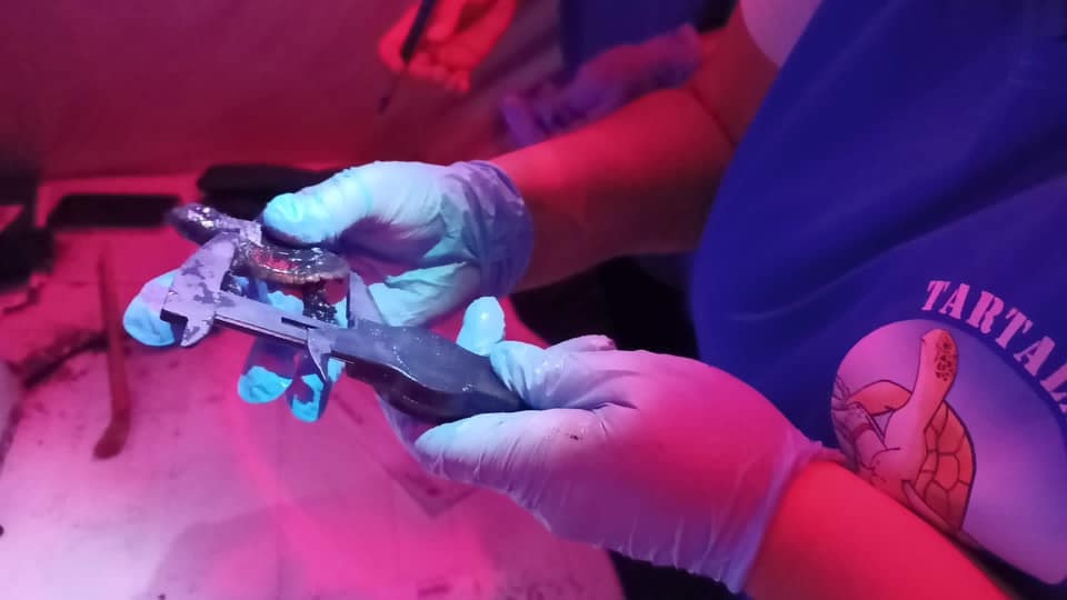 Schiusa delle uova a Sabaudia: sono nate 79 tartarughine