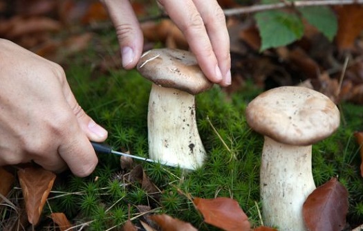 Pontecorvo – Avvelenamento da funghi, sei persone ricoverate