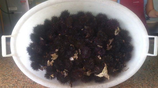 Santa Marinella, “pizzicati” con 80 chili di ricci di mare: denunciati tre pescatori di frodo